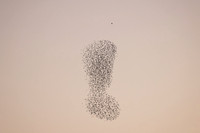 2023 Murmuration