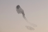 2023 Murmuration