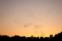2023 Murmuration