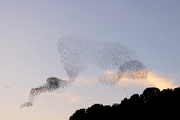 2023 Murmuration