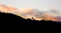 2023 Murmuration