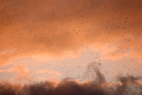 2023 Murmuration