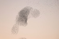 2023 Murmuration
