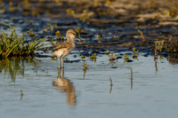 Avocet Baby