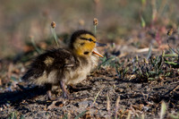 Duckling