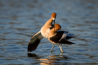 Avocets post-mating