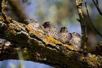 Bluebird Babies
