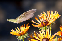 Anna's Hummingbird