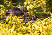 Pie-Billed Grebe Mom with Babies