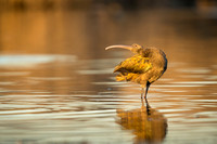 White-Faced Ibis