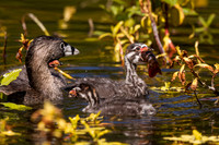 Pie-Billed Grebe Mom feeding Babies