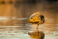 White-Faced Ibis