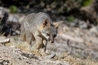 Gray Fox