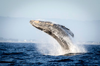 Humpback Whale