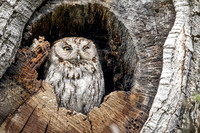 Western Screech Owl