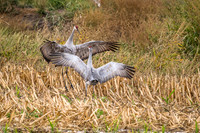 Sandhill Cranes