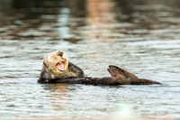 Southern Sea Otter