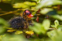 Coot Baby