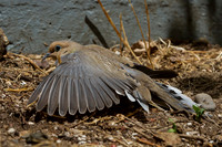 Mourning Dove
