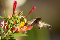Anna's Hummingbird