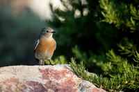 Western Bluebird