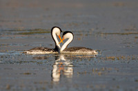 Clarke's Grebe Pair