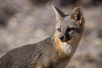 Gray Fox
