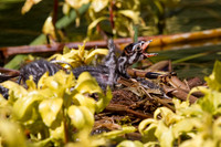 Pie-Billed Grebe Mom with Babies