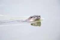 River Otter