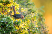 Wrentit at sunset