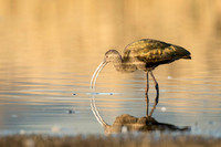 White-Faced Ibis