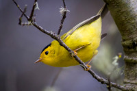 Wilson's Warbler