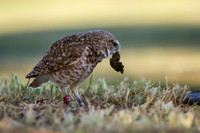 Burrowing Owl brings nesting materials to mate