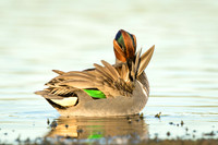 Green-Winged Teal at sunset