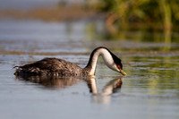 Western Grebe