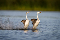 Western Grebe Mating Display