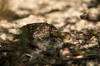California Quail Baby