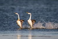Western Grebe Mating Display