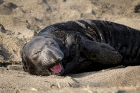 Elephant Seal Calf