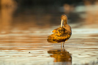 White-Faced Ibis