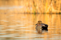 Gadwall