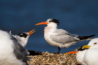 Elegant Tern (Parent with begging chick)