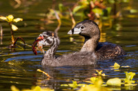 Pie-Billed Grebe Mom feeding Babies