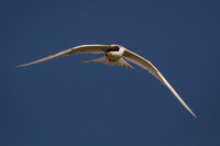 Forster's Tern