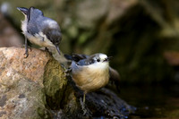 Pygmy Nuthatch (Leucistic)