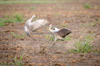 Sandhill Cranes