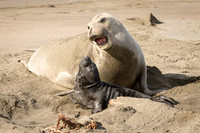 Elephant Seal pup with mom