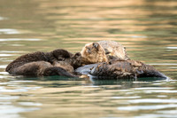 Southern Sea Otter with baby