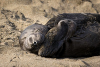 Elephant Seal Calf