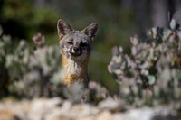 Gray Fox